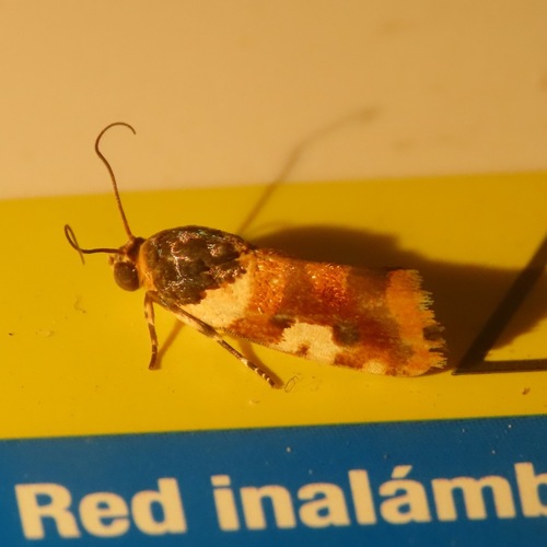 Southern Spragueia Moth (Spragueia dama)