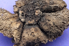 Umbilicaria torrefacta