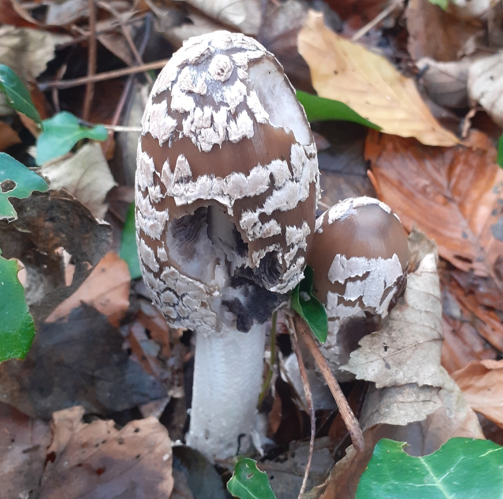 Coprinopsis picacea · November 2025 · photo: © bogsuckers (iNaturalist, cc-by)