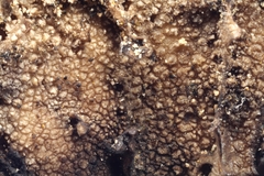 Umbilicaria torrefacta