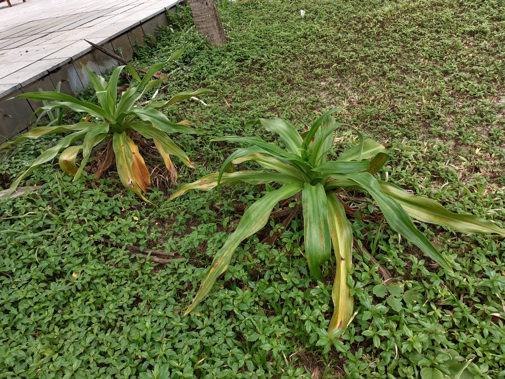 Crinum asiaticum — ảnh 3