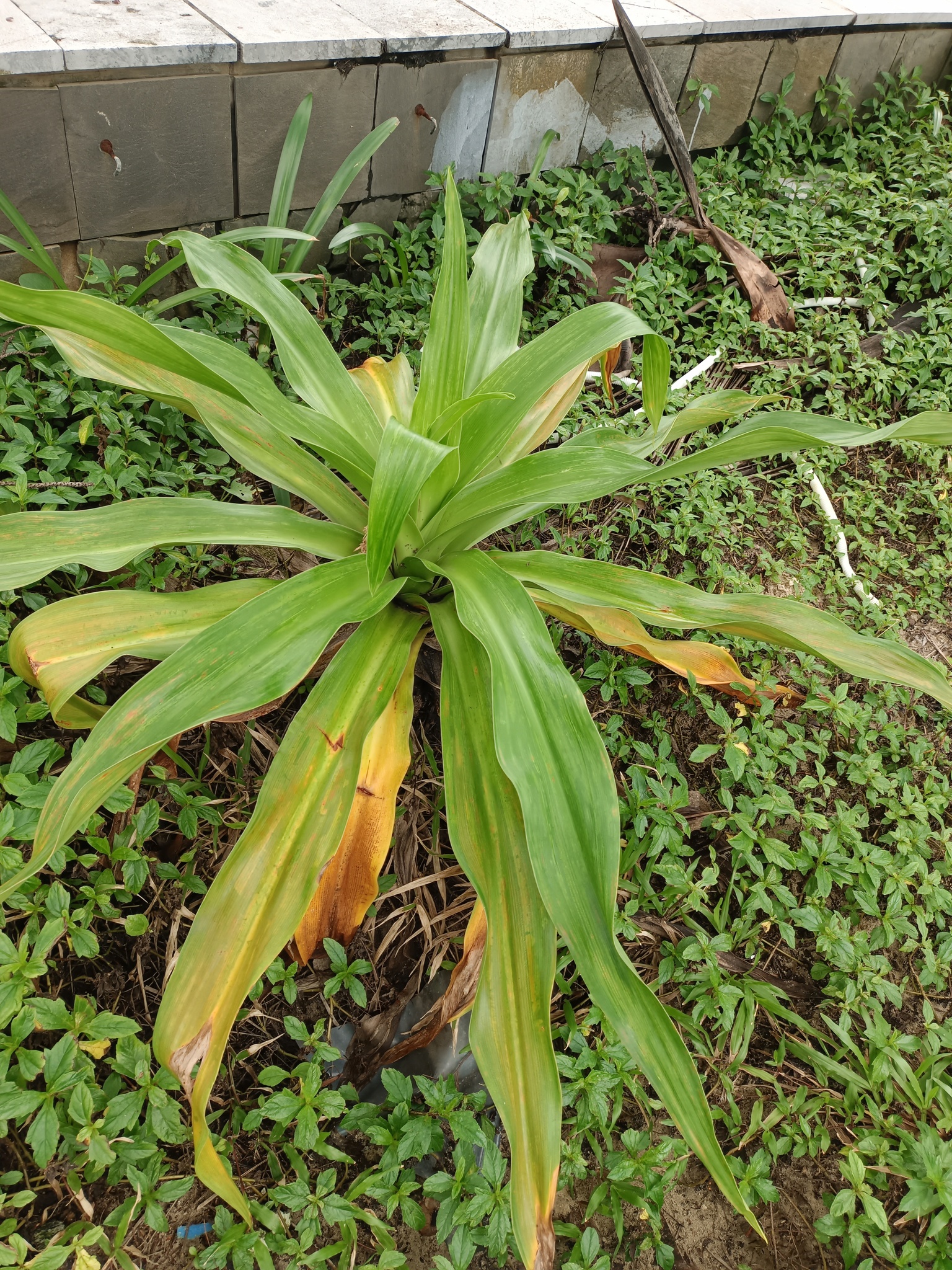 Crinum asiaticum — ảnh 2