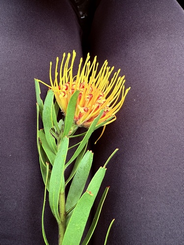Oudtshoorn Pincushion (Leucospermum erubescens)