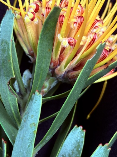 Leucospermum erubescens, photograph 2
