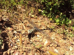 Lindenia tetraphylla