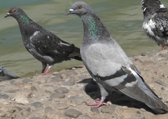 Columba livia domestica