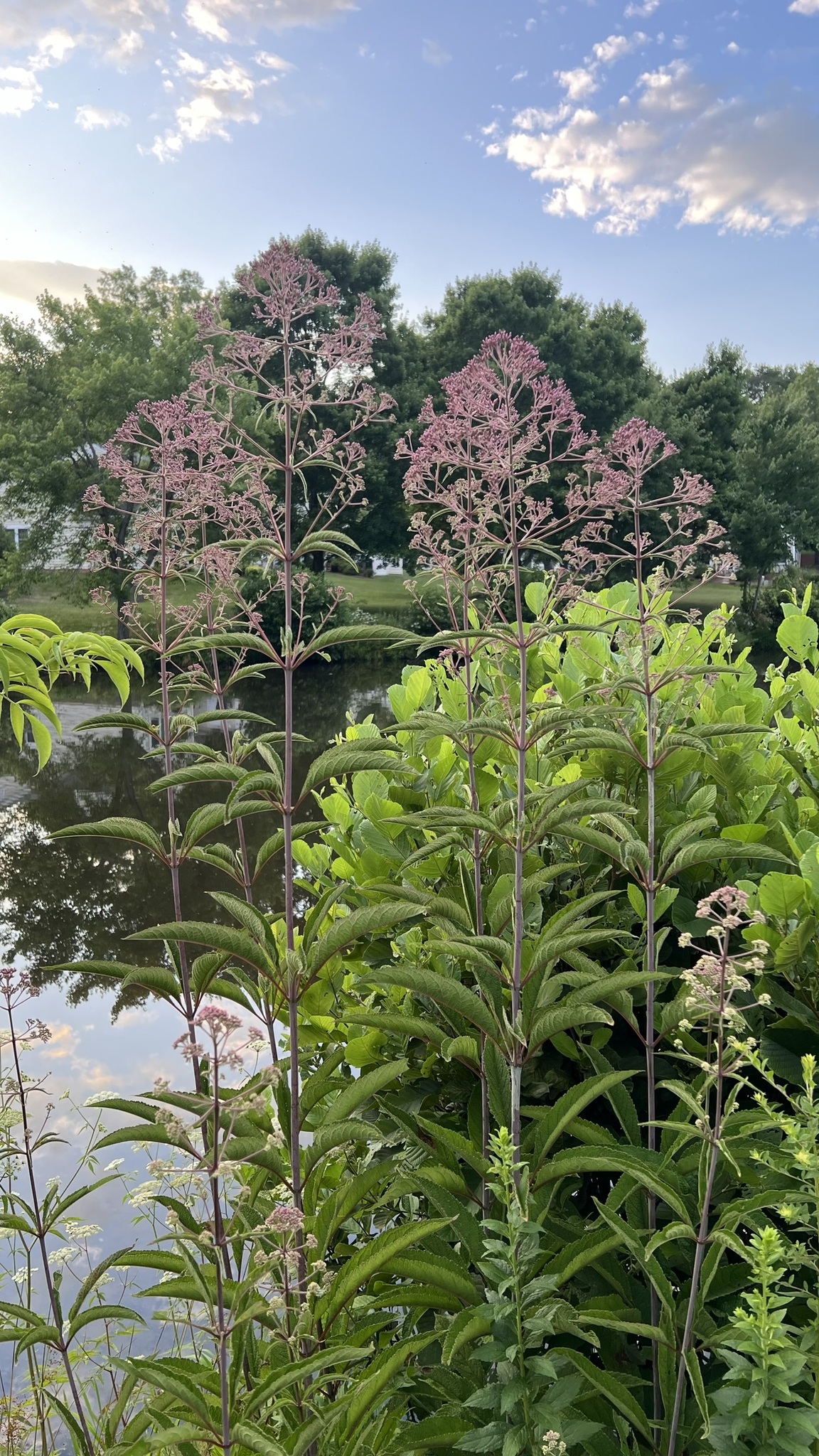 Eutrochium Fistulosum (Eutrochium fistulosum)