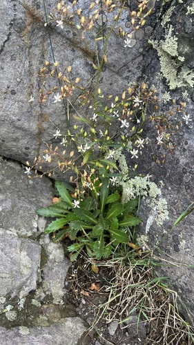Cliff Saxifrage (Micranthes petiolaris)