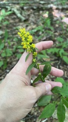 Solidago curtisii