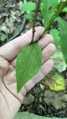 Solidago curtisii, photograph author not stated, no rights reserved