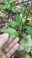 Solidago curtisii, photograph author not stated, no rights reserved