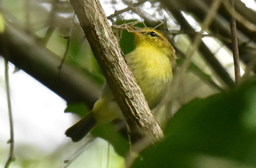 Yellow-throated Woodland Warbler (Phylloscopus ruficapilla), photo 5