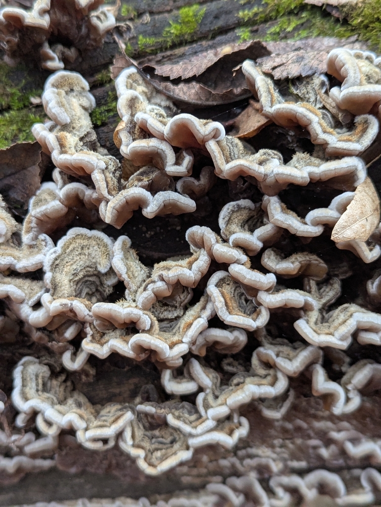 Auricularia mesenterica · November 2025 · photo: © dmitry_trutsko (iNaturalist, cc-by)
