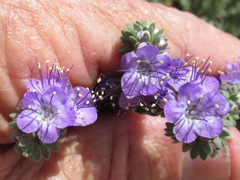 Phacelia popei