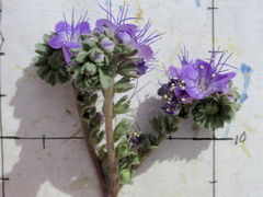Phacelia popei