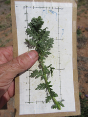 Phacelia popei