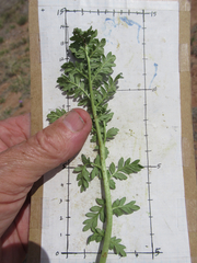 Phacelia popei