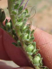 Phacelia popei