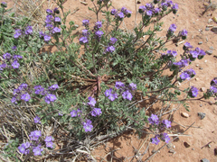 Phacelia popei