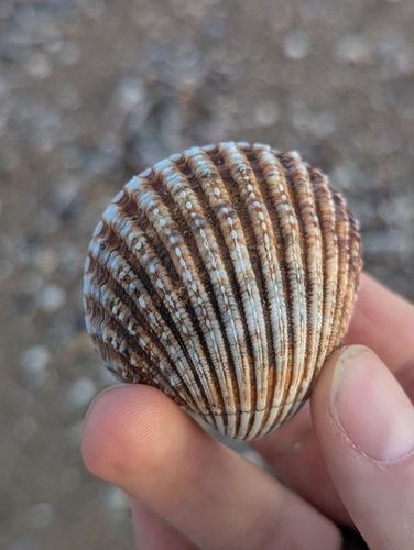 Acanthocardia echinata