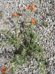 Sphaeralcea hastulata