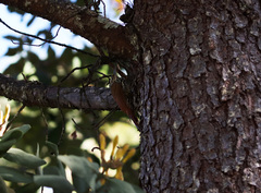 Lepidocolaptes leucogaster