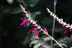Salvia iodantha