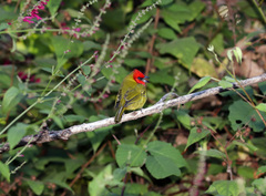 Piranga erythrocephala