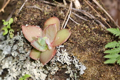 Echeveria dactylifera