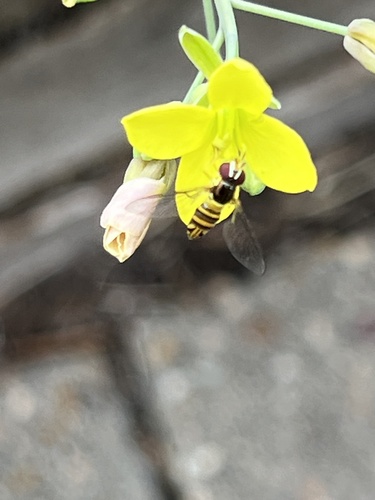 Unknown species found near Lester St, Houston, TX, US