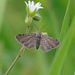 Eupithecia pygmaeata - Photo (c) Nigel Voaden, algunos derechos reservados (CC BY)