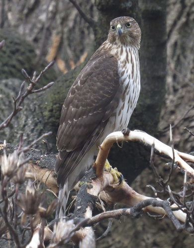 Cooper's Hawk photographed in New Jersey