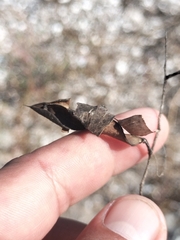 Erythrostemon pannosus