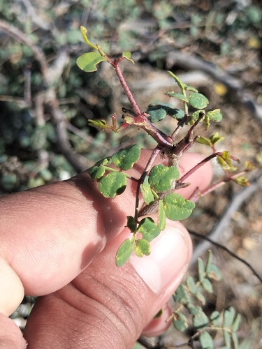 Erythrostemon pannosus, photograph 1