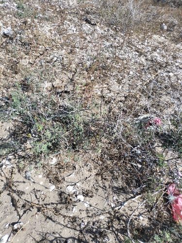 Erythrostemon pannosus, photograph 2