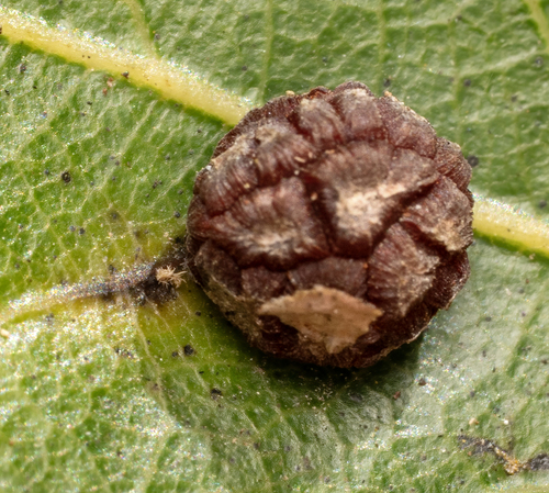 Unknown species found near Sun City Center FL 
