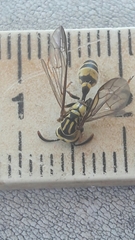 Polybia fastidiosuscula