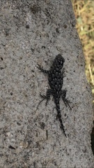 Sceloporus lundelli