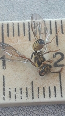 Polybia fastidiosuscula