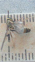 Polybia fastidiosuscula