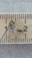 Polybia fastidiosuscula