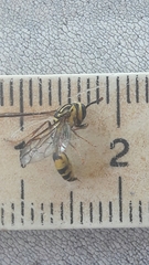 Polybia fastidiosuscula