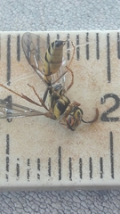 Polybia fastidiosuscula