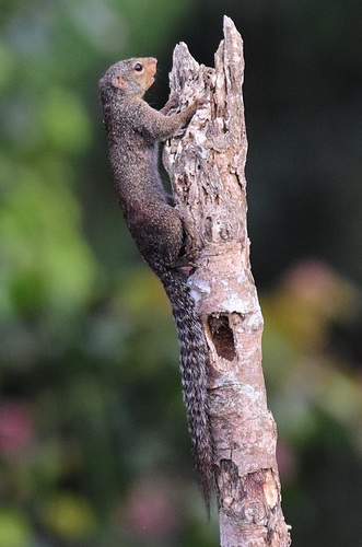 Small Sun Squirrel (Heliosciurus punctatus) — Data Deficient Mammalia