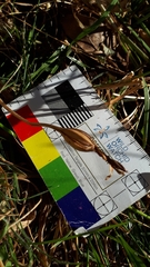 Pterostylis cucullata