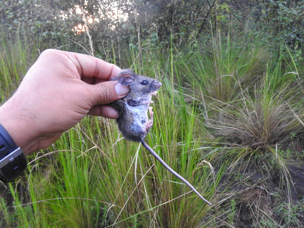 Mexican volcano mouse from San Pablo Oztotepec, CDMX on August 08, 2019