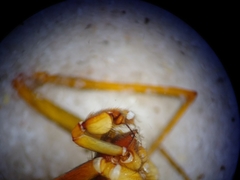 Loxosceles tehuana
