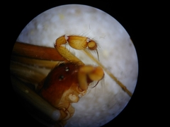 Loxosceles tehuana