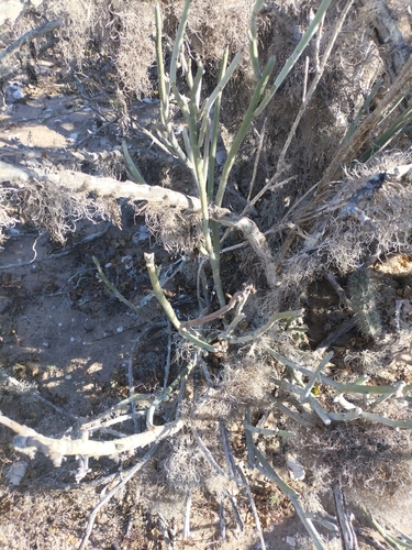 Pedilanthus macrocarpus