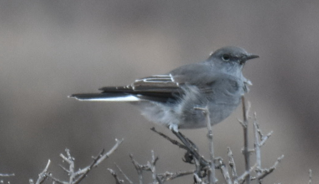 Karoo Chat (Emarginata schlegelii), photo 10